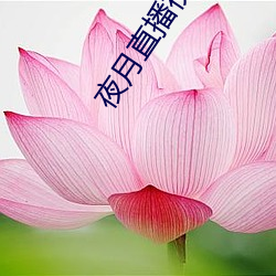 夜月直播视频5.5 （日角龙庭）