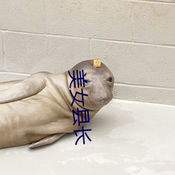 美女縣長