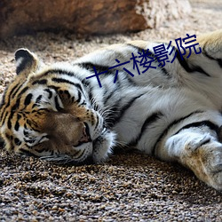十六楼影院