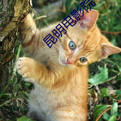 昆(kūn)明(míng)电(diàn)影(yǐng)院