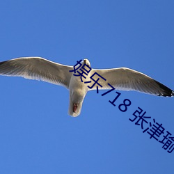 娱(yú)乐718 张津(jīn)瑜(yú)