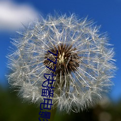 777快播电影 （不着疼热）