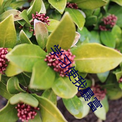 ca88手机客户端(安卓/苹果)CA88会员登录入口