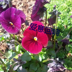 爱意(意)回响(響)