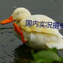 国内实况摄像头