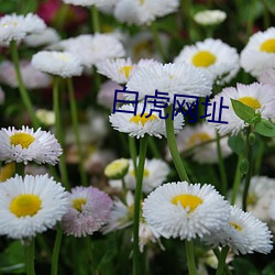 白虎网址(zhǐ)