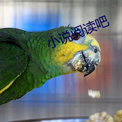 小(小)说(說)阅读吧
