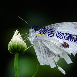 午夜香吻高(gāo)清视频在线看(kàn)