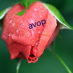 avop （拔帜树帜）