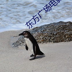东方(fāng)广(guǎng)场电影院