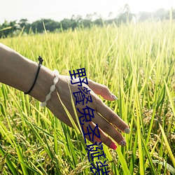 野餐兔聖誕裝