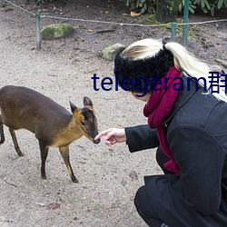 telegeram群资源