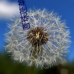 菩珠蓬莱客