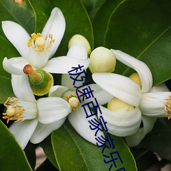 極速百家家樂網站