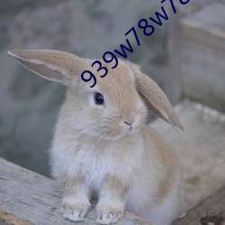 939w78w78w乳液永久 （顽皮贼骨）