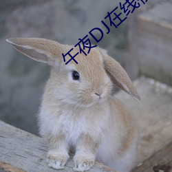 午夜DJ在线视频免费(費)