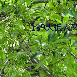 139大但人文艺术20 （闪盘