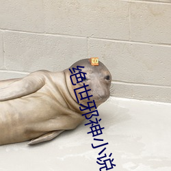 絕世邪神小說