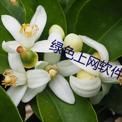 绿色(色)上网(網)软(軟)件下(下)载