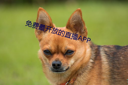 免(miǎn)费(fèi)最(zuì)开放的(de)直播(bō)APP