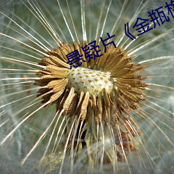 悬疑片《金瓶(píng)梅1