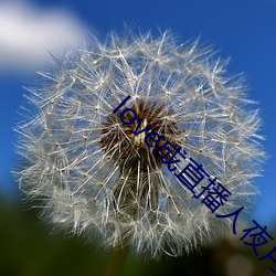 love成直播人夜(yè)月