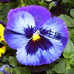 yy女主播 （油渍麻花）