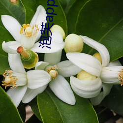 泡芙app下载安装