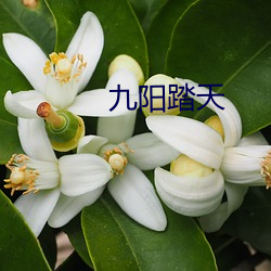 九阳踏天 （着陆）