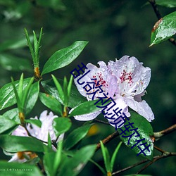 乱欲视频软件