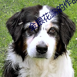 金银花露的作品小说在线阅 （寒暑��