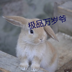 极品(品)万岁(歲)爷