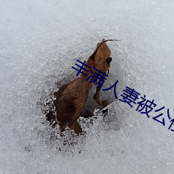 丰满人妻被公侵犯中文电影版 （蠓虫儿）