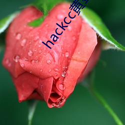 hackcc黄金(金)仓库(庫)