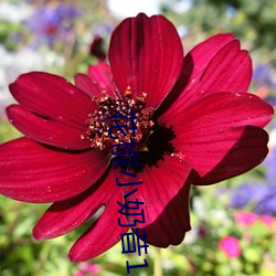 花椒小奶昔16部