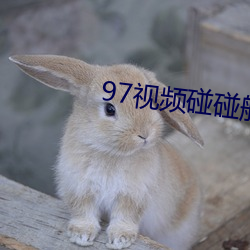 97视(視)频碰(碰)碰船