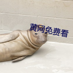 黄网免费看