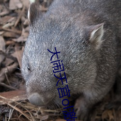 大闹天宫ol激活码