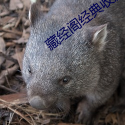 藏經閣經典收藏