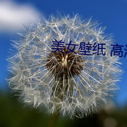 美女壁纸 高清