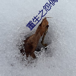 重(zh��ng)生之怨偶(ǒu)