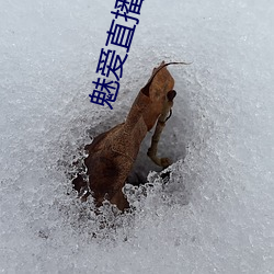 魅爱直播苹果版