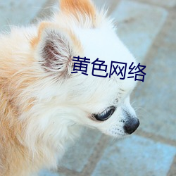 黄色网络