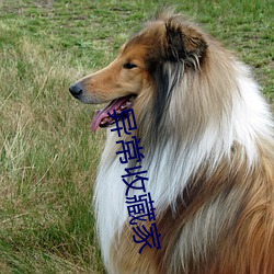 异常收(shōu)藏(cáng)家
