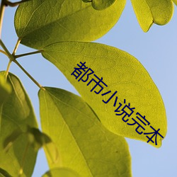 都(du)市小说完本