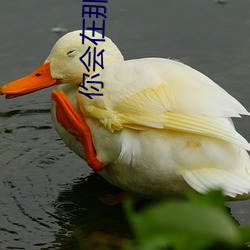 你会在那里(裏)吗(嗎)