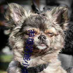神级奶爸小说
