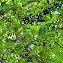穿越金庸世界