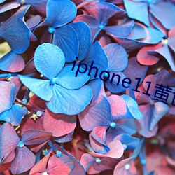 iphone11黄色 （白玉无瑕）