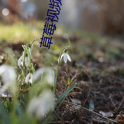 草莓视频(頻)在哪里下(下)载